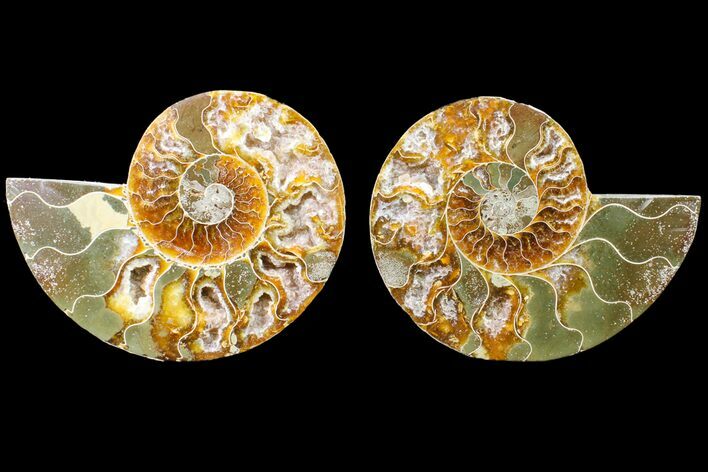 Bargain, Cut & Polished Ammonite Fossil - Madagascar #148015